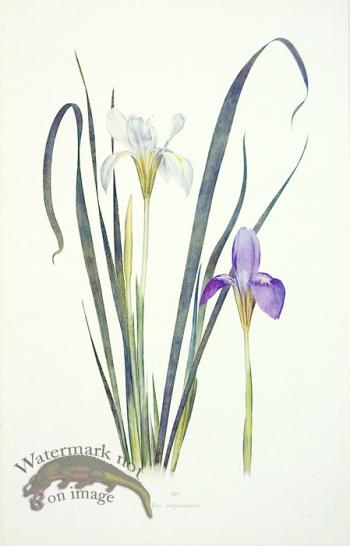 Dykes Iris 02